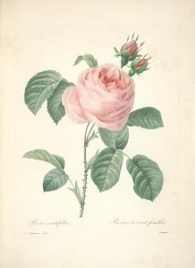 Wings of Whimsy: Belles Fleurs 1833 by Pierre-Joseph Redouté - with tutorial on how to use Open Library #antique #vintage #roses #flowers #florals #ephemera #printable