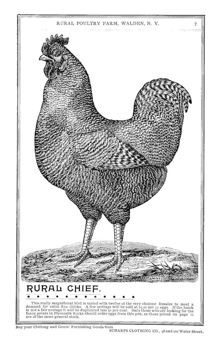 Wings of Whimsy: Rural Chief 1893 #freebie #vintage #ephemera #hens #roosters #cocks # easter